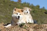 AKITA INU 036